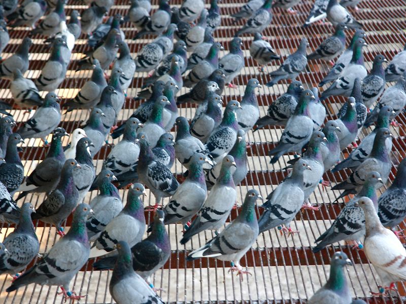 广西北海赛鸽公棚相册--中国信鸽信息网各地公棚