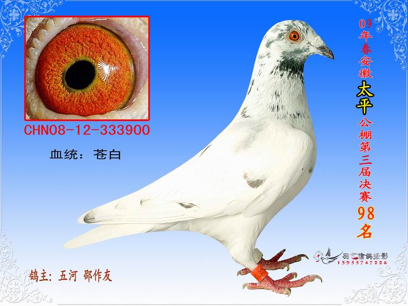 安徽蚌埠太平赛鸽公棚相册--中国信鸽信息网各