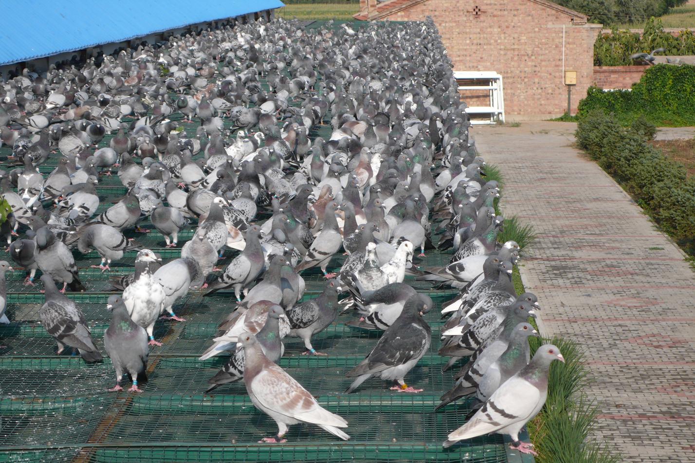 内蒙奥林赛鸽公棚相册--中国信鸽信息网各地公棚