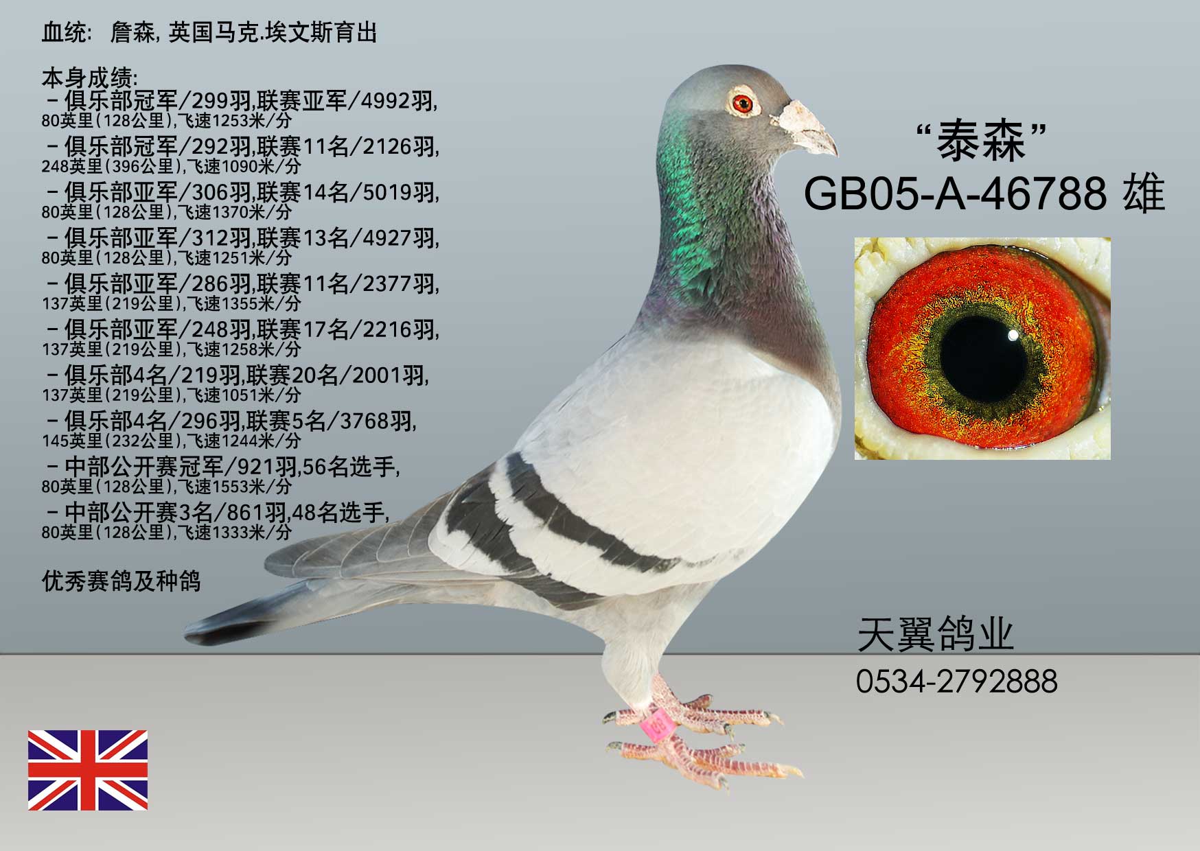 英国之心赛鸽展卖-马克.埃文斯-中国信鸽信息网