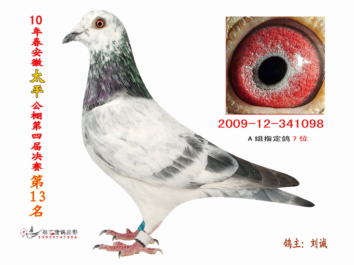 信鸽信息网各地公棚