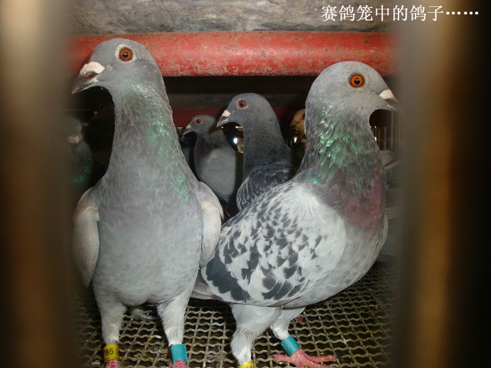 福建海峡赛鸽公棚相册--中国信鸽信息网各地公棚