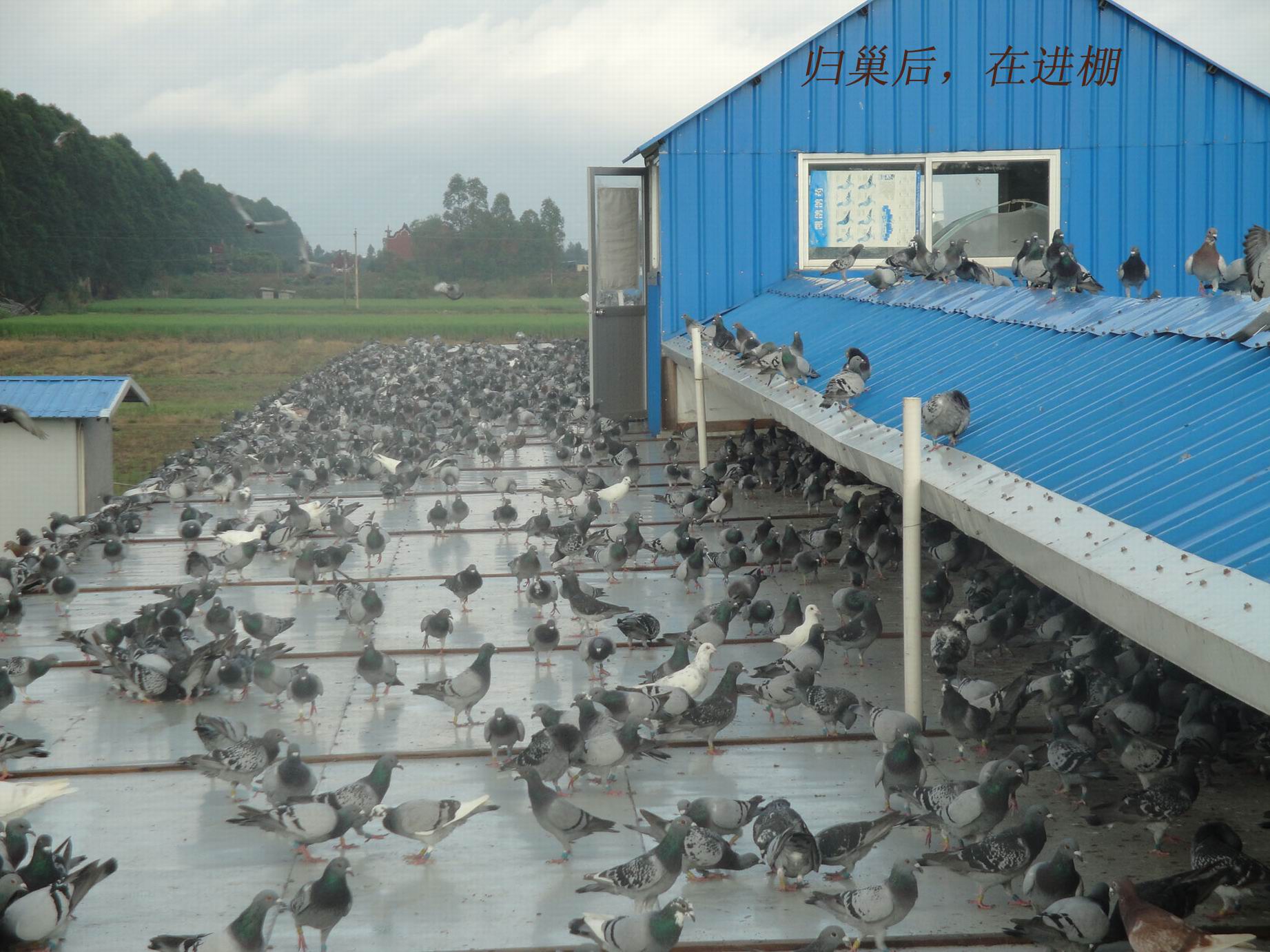 福建海峡赛鸽公棚