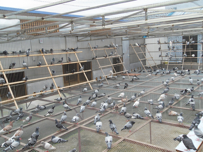 江苏金翼赛鸽公棚-中国信鸽信息网各地公棚