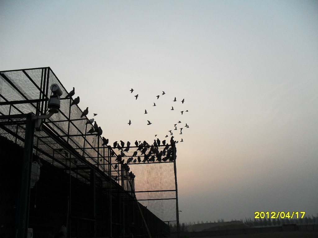 河北武强惠友信鸽养殖有限公司-中国信鸽信息