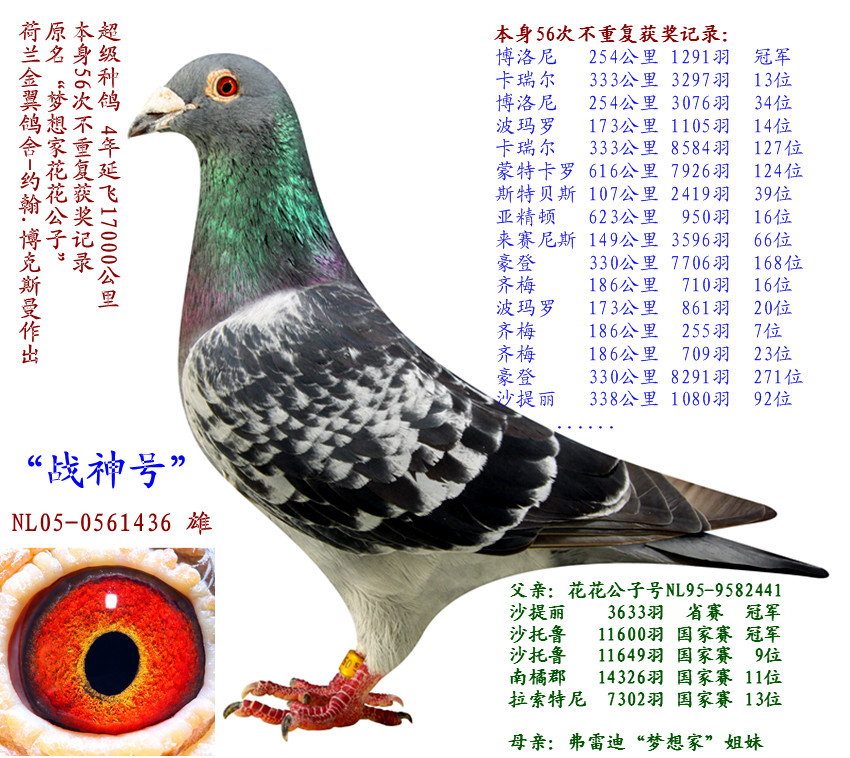 北京首信赛鸽公棚