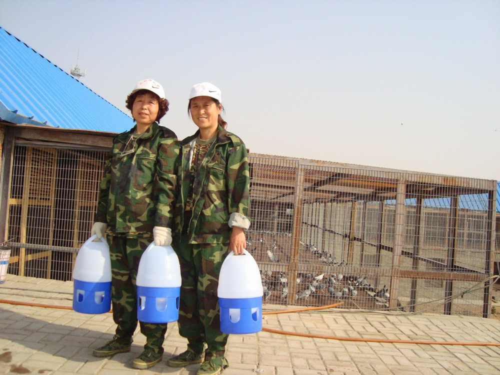 山西省大同市双河赛鸽公棚相册--中国信鸽信息