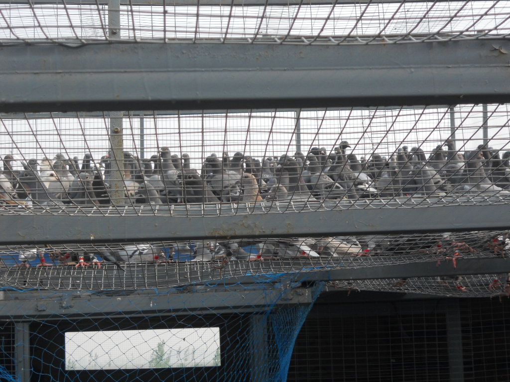 河北故城中达信鸽养殖有限公司相册--中国信鸽
