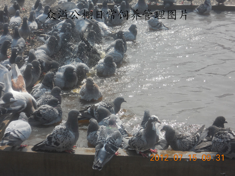 天津众溢赛鸽公棚-中国信鸽信息网各地公棚
