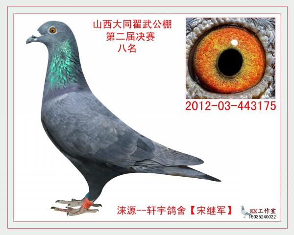 山西大同翟武赛鸽公棚
