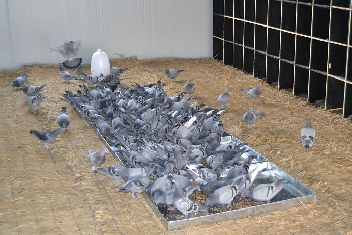 盘锦天翊赛鸽公棚-中国信鸽信息网各地公棚