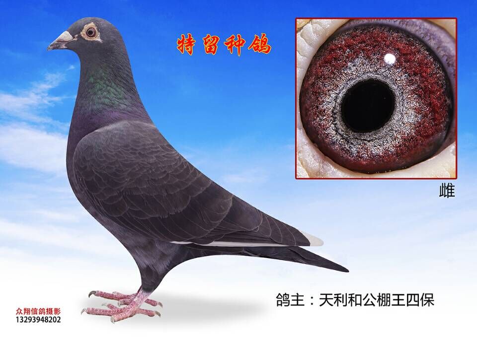 山西天利和赛鸽公棚-中国信鸽信息网各地公棚