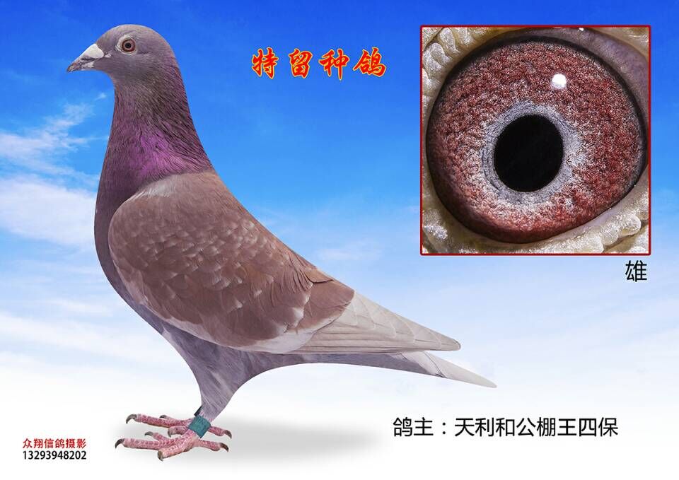 山西天利和赛鸽公棚-中国信鸽信息网各地公棚