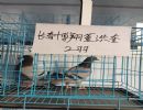 44ռڹ׸