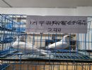 419ռڹ׸