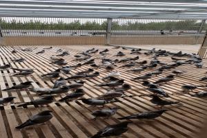 ɽ������������빫��