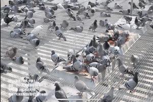 �����ճ���ѵ