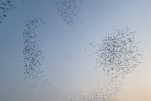 �����Ҽ��������ѵչʾ 9-1