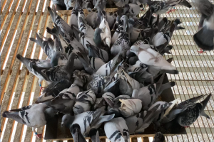 �����Ҽ��������ѵչʾ 9-1