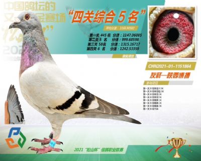 ͼƬչʾ