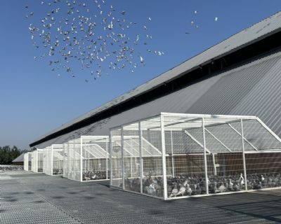 图片展示