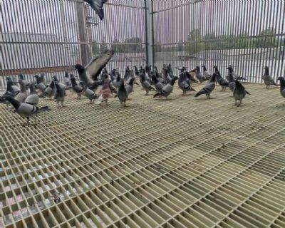 图片展示