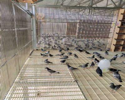 图片展示