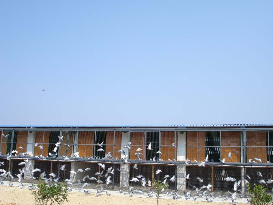 云南大理祥云飞翔赛鸽中心-中国信鸽信息网各地公棚