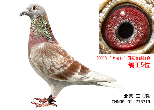 北京惠翔国际赛鸽中心相册--中国信鸽信息网各地公棚