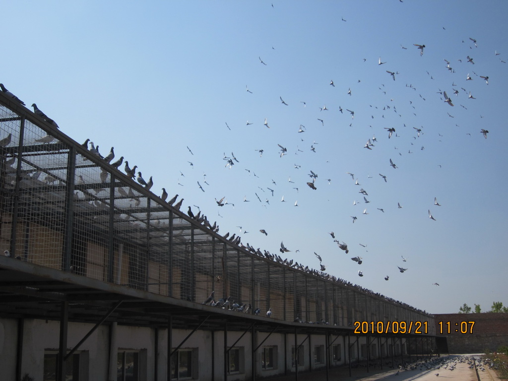 云南石林赛鸽中心(春棚)-中国信鸽信息网各地公棚