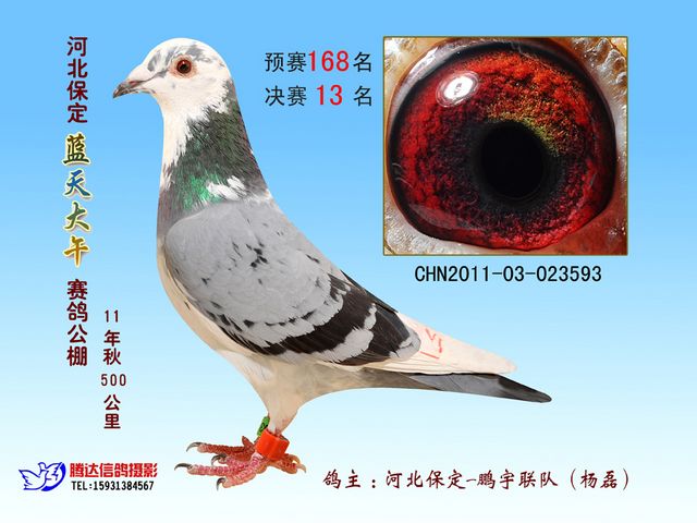 历史长河中的信鸽文化