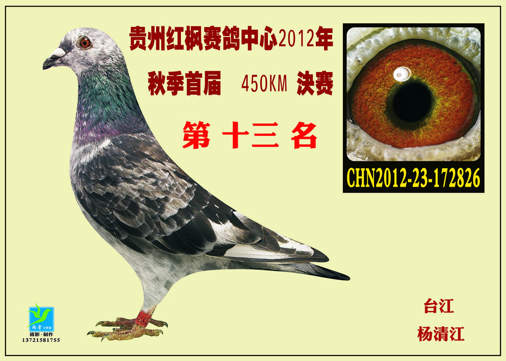 贵州红枫大棚赛鸽图片