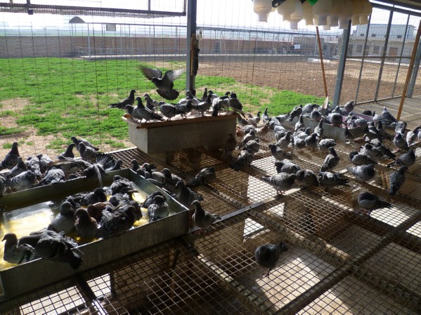 西安赛威赛鸽公棚