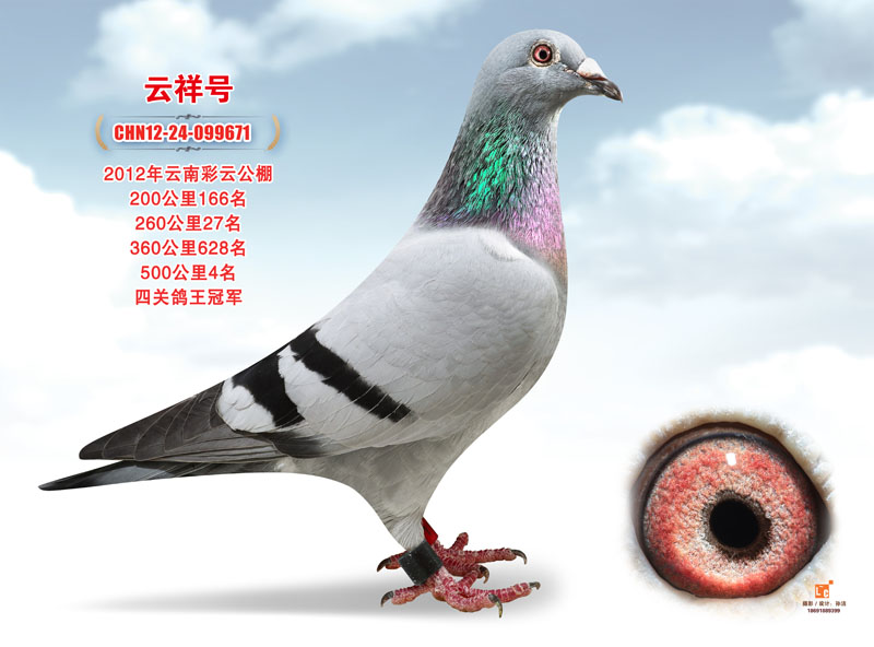 云南祥云彩云种赛鸽竞翔中心(春棚)相册图片 - 中信网各地公棚