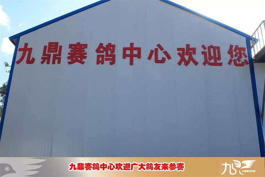 云南大理九鼎赛鸽中心-中信网各地公棚