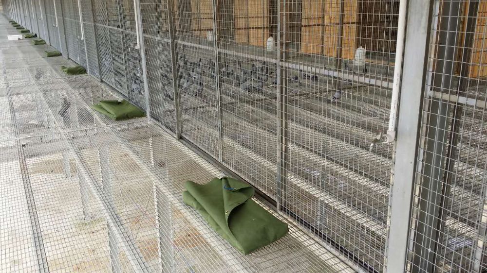 贵州红枫赛鸽中心(大棚)-中信网各地公棚