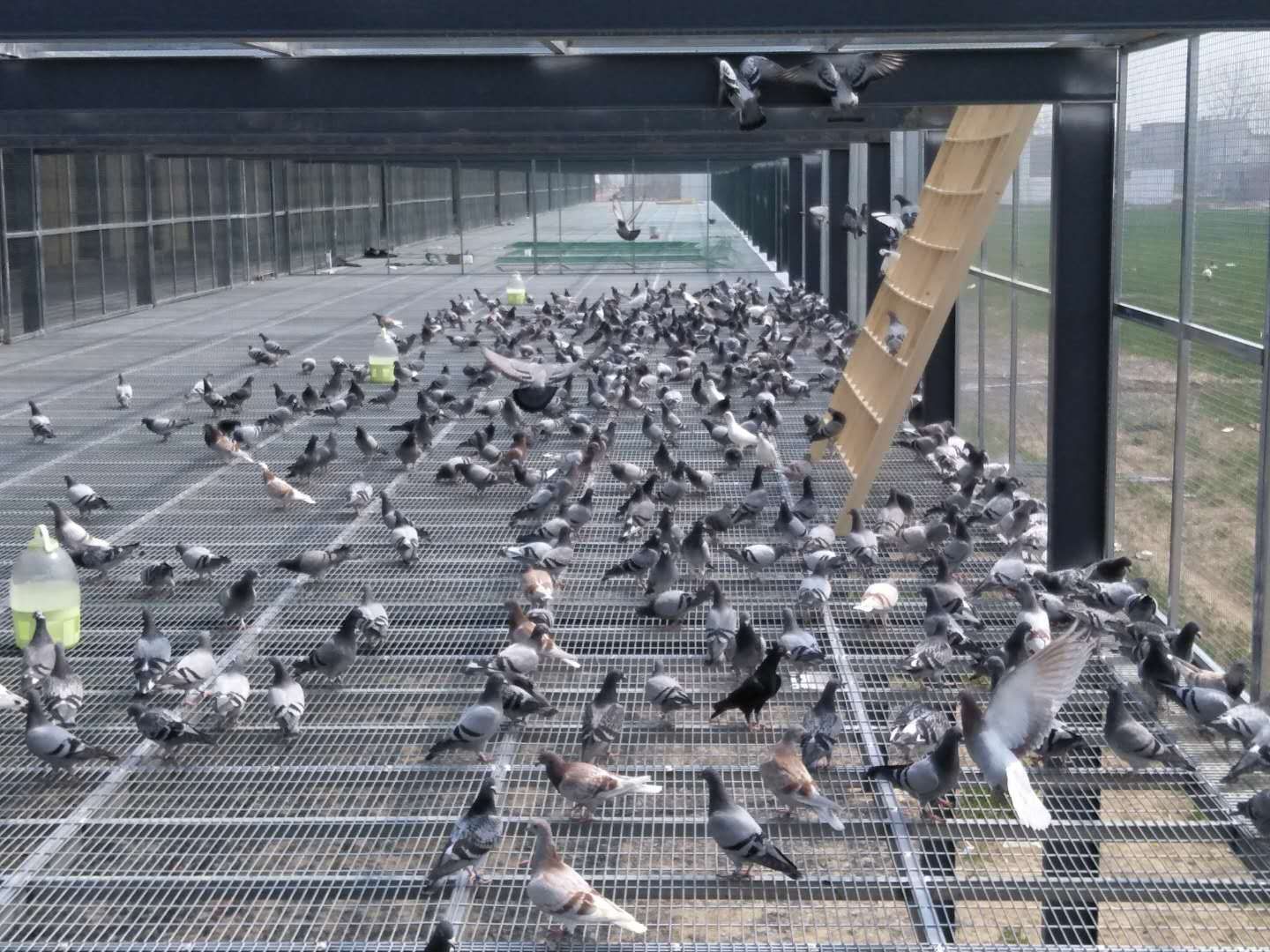 安徽省汉兴信鸽有限公司-中信网各地公棚