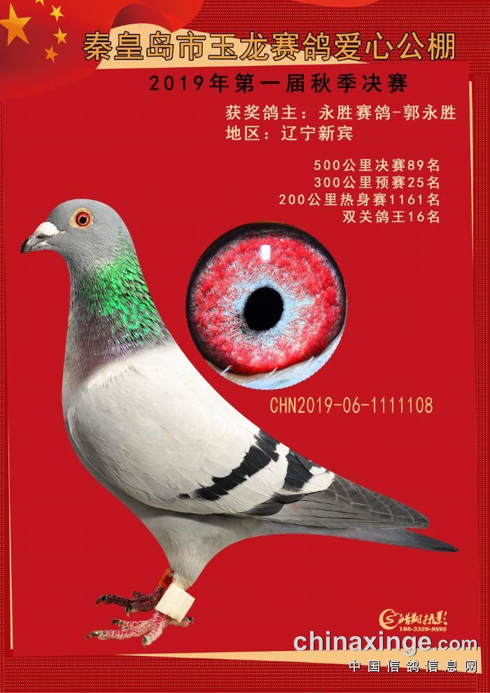 秦皇岛市玉龙赛鸽爱心公棚相册图片 - 中信网各地公棚