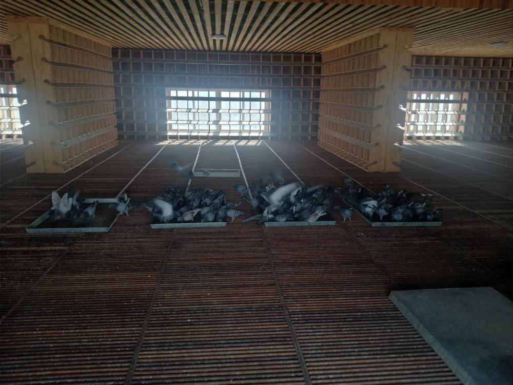 辽宁省绥中县元泰信鸽爱心公棚