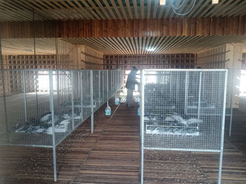 辽宁省绥中县元泰信鸽爱心公棚