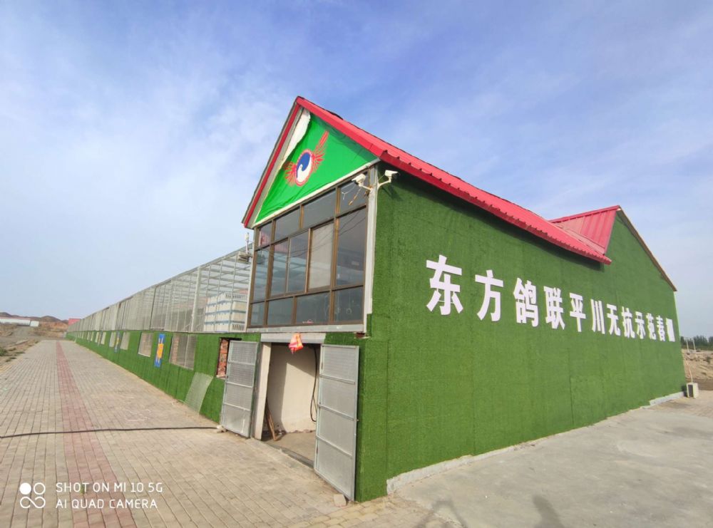 东方鸽联平川无抗示范春棚相册图片 - 中信网各地公棚