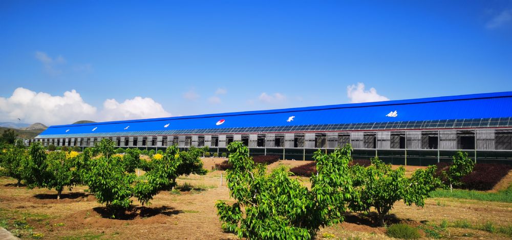 甘肃三峡赛鸽公棚